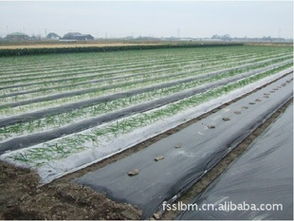 茂名厂家直供农用薄膜 茂南丰收塑料薄膜厂产品供应介绍